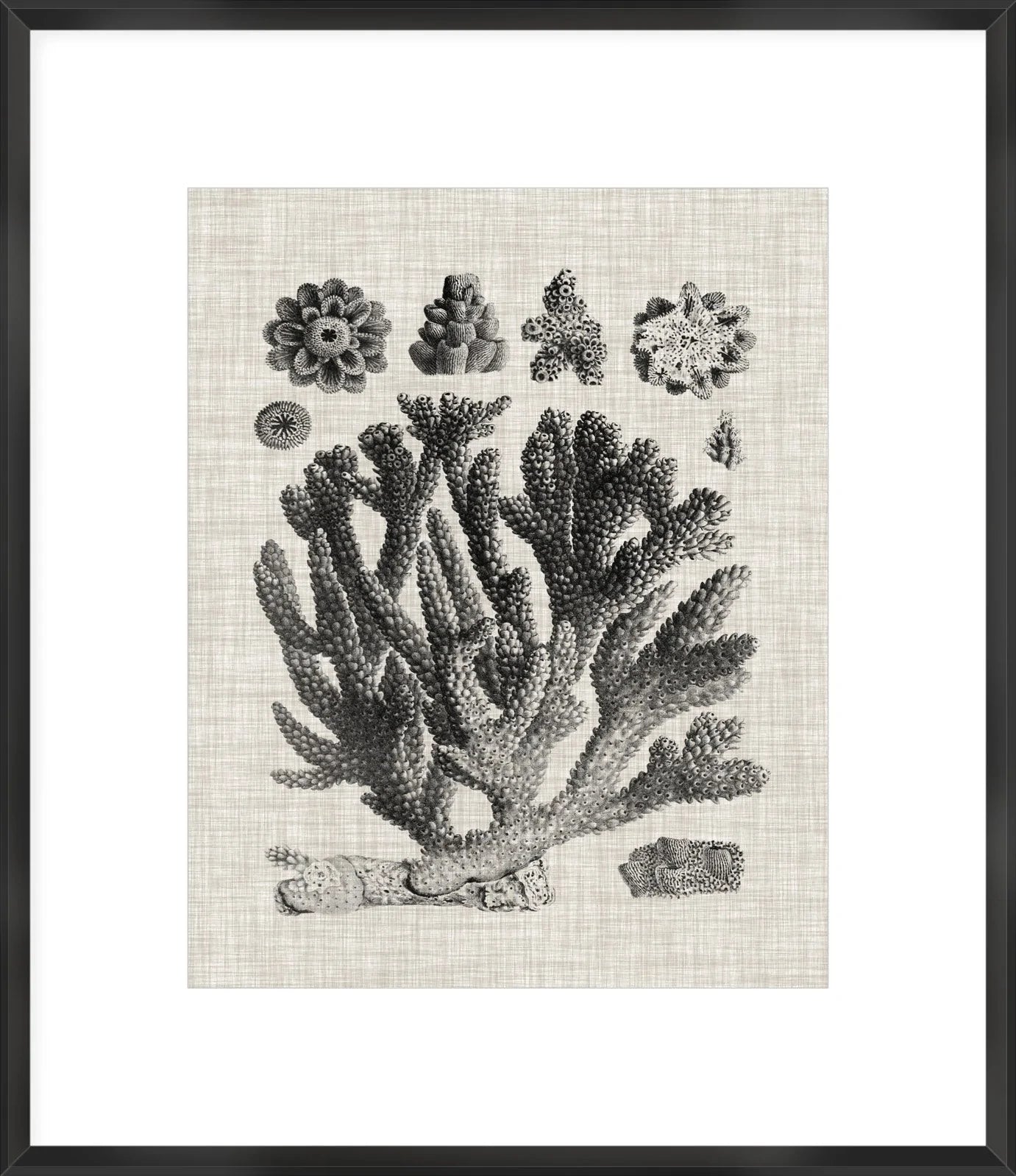Coral Specimen Framed Art